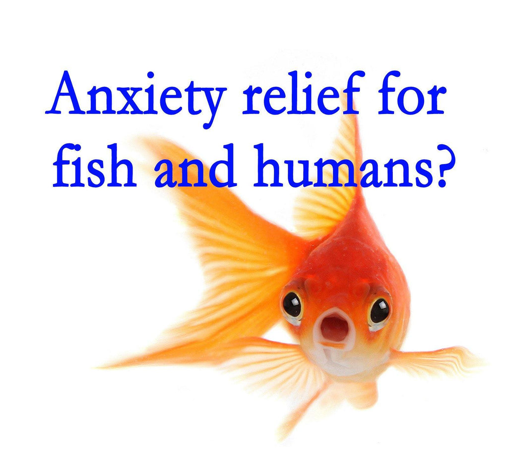 Fish show link between anxiety relief and probiotics